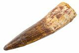 Fossil Spinosaurus Tooth - Real Dinosaur Tooth #345576-1